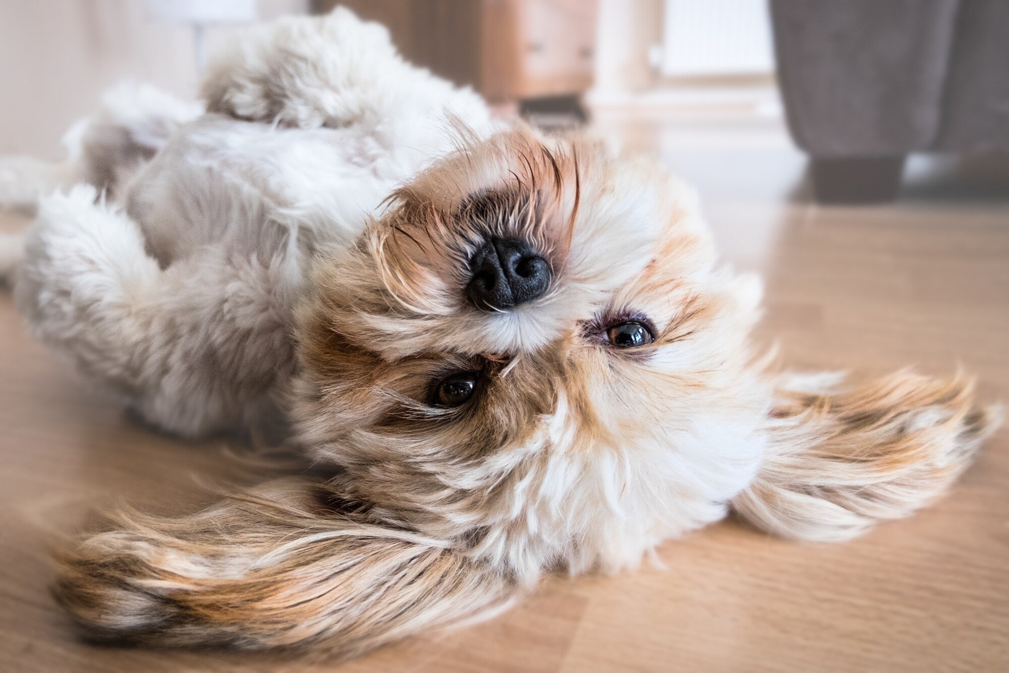 The Pros and Cons of Allowing Pets in a Rental Property